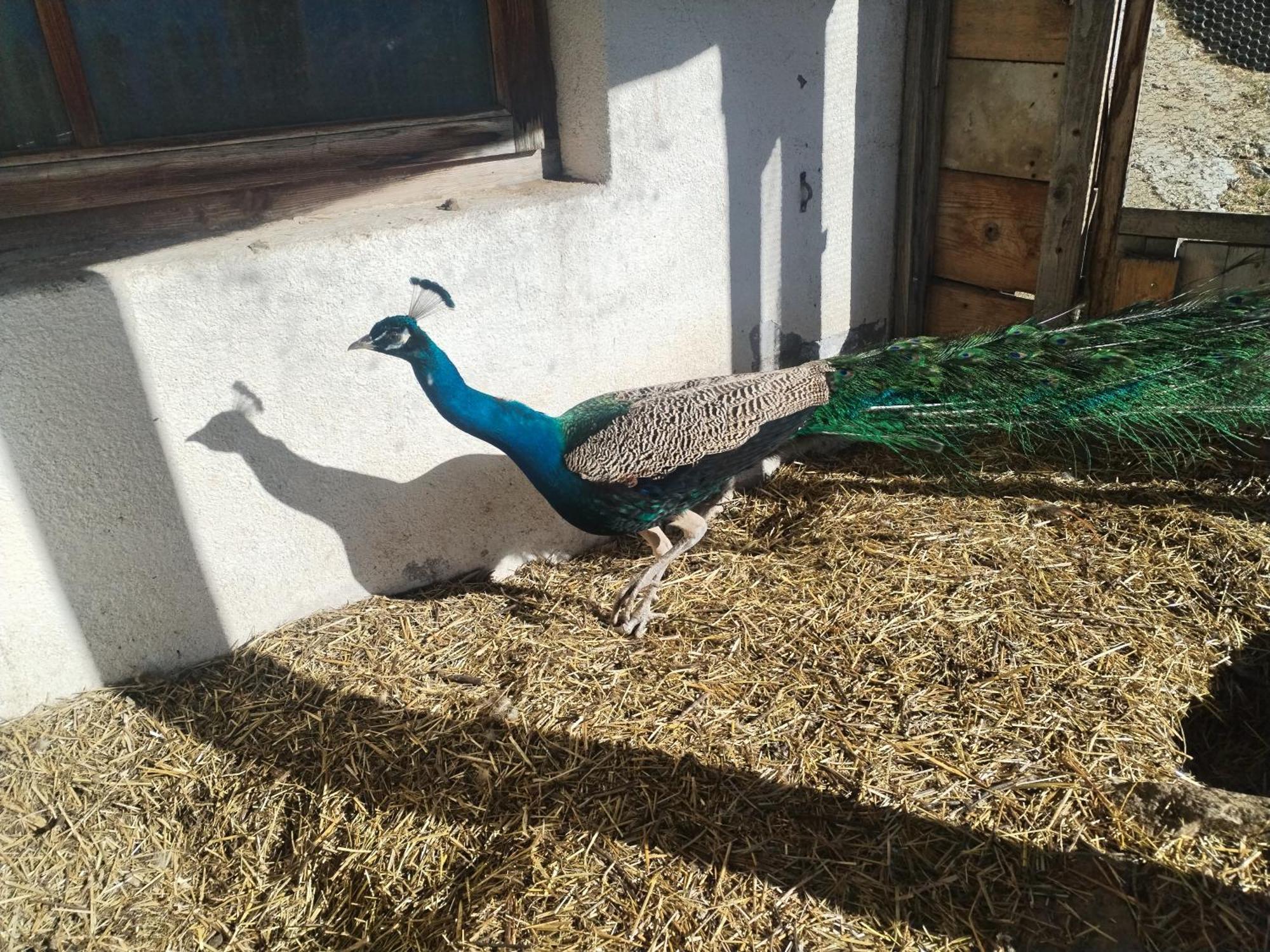 Greiterhof Partschins Panzió Kültér fotó